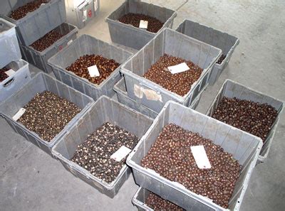 dnr seed purchasing program