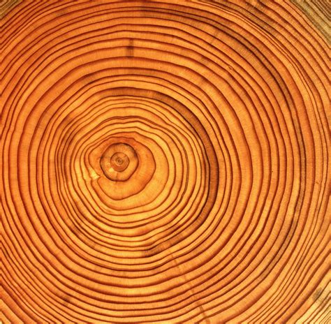 tree rings reveal el nino tied   global warming