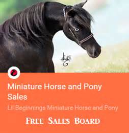 mini horse farms sales  information lil beginnings miniature horses