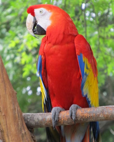 parrot  stock photo public domain pictures
