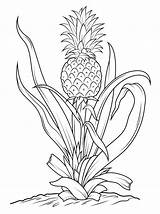 Coloring Pineapple Pages Vegetables Fruits Cucumber Broccoli sketch template