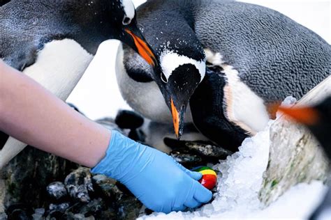 Two Lesbian Gentoo Penguin Couples Get Together At London Aquarium