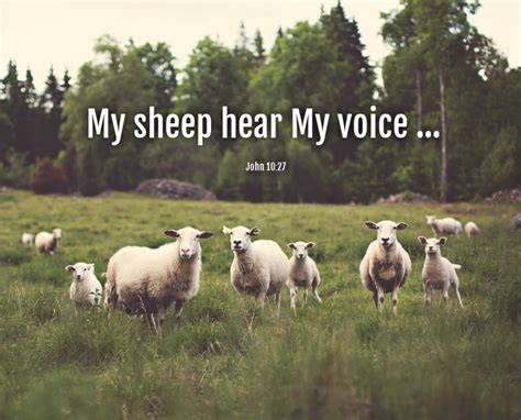 sheep hear  voice davalynn spencer