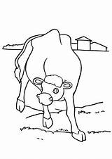 Kuh Weide Ausmalbilder Bauernhof Ausmalen Malvorlagen Schweine Heuballen sketch template