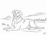 Labrador Puppy Lab sketch template