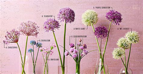 guide  alliums midwest living