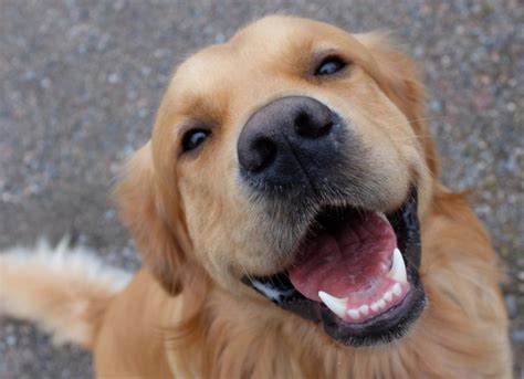 dogs smile    petmd