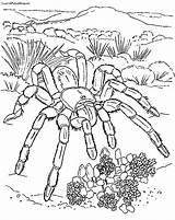 Tarantula Coloring Pages Spider Giant Sheet Printable Color Getcolorings Kids sketch template