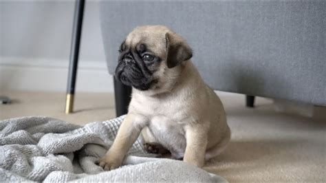 louis  day home  week  pug puppy youtube