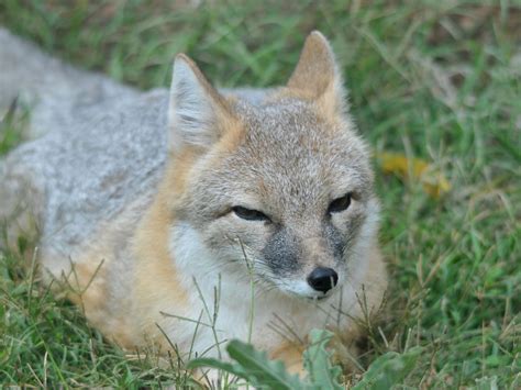 zoo swift fox