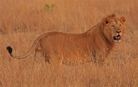 sarath   blog  lions  masai mara