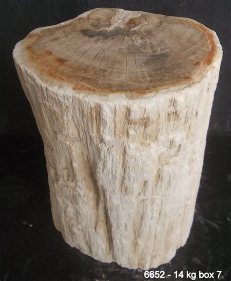 legno pietrificato login dipterocarpus sp  catawiki