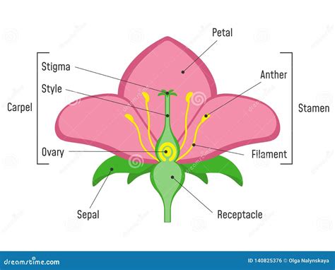 flower parts diagram stock vector illustration  corolla
