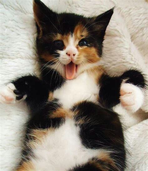 cute  calico girl cats pinterest
