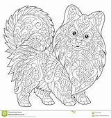 Dog Coloring Pages Pomeranian Dreamstime Spitz Colouring sketch template