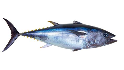tonijn weer  beter van niet het parool