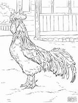 Coloring Rooster Chicken Pages Leghorn Adults Brown Printable Adult Supercoloring Sheets Chickens Color Drawing Roosters Drawings Coloringbay Books Colouring Book sketch template