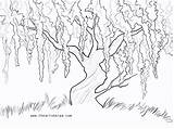 Willow Wisteria Tree Drawing Weeping Painting Trace Simple Drawings Sherpa Tip Pencil Tracing Getdrawings Able Project Acrylic Choose Board Sketches sketch template