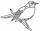Robin Coloring Pages Bird Wisconsin Red American Getcolorings Printable Color Getdrawings State Colorings sketch template
