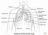 Lunge Longen Menschliche Rysunek Pulmones Lungs Supercoloring Człowieka Płuca Kolorowanka Druku Lichaam Menselijk Anatomie Lung Kleurplaat Menselijke Kleurplaten sketch template