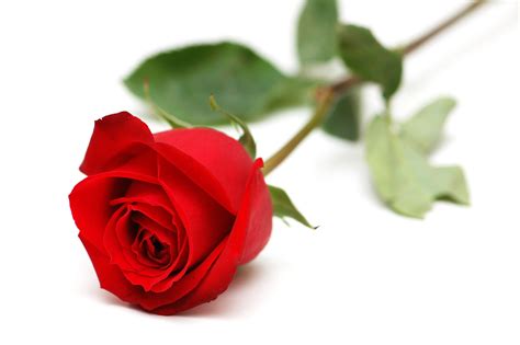 red rose  white backgrounds wallpaper cave