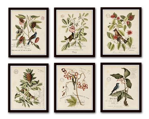 vintage bird  botanical print set  giclee art print