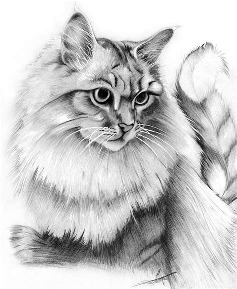 gatos hechos  lapiz imagui cat drawing animal drawings cat sketch