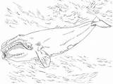 Whale Balena Franca sketch template