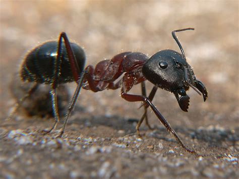 kleine ameise ganz gross foto bild tiere wildlife insekten