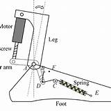 Ankle Prosthesis Schematic sketch template