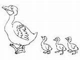 Duck Coloring Family Pages Ws sketch template