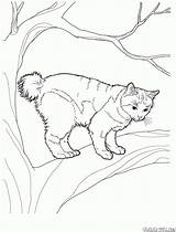 Colorat Desene Planse Pisica Bobtail Desenat Pisici Japonais Waldkatze Animale Copii 1590 2094 Copaci Katzen Colorkid Decupat Maine Coon Urs sketch template