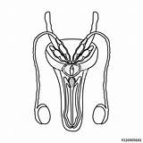 Reproductive Male System Outline Icon Drawing Female Genitalia Vector Illustration Isolated Style Stock Organs Symbol Background Getdrawings Organ Search Clipartmag sketch template