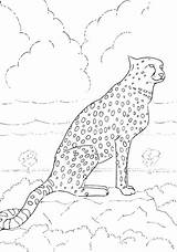 Cheetah Realistic Coloring Pages Getcolorings Running Printable King Color sketch template