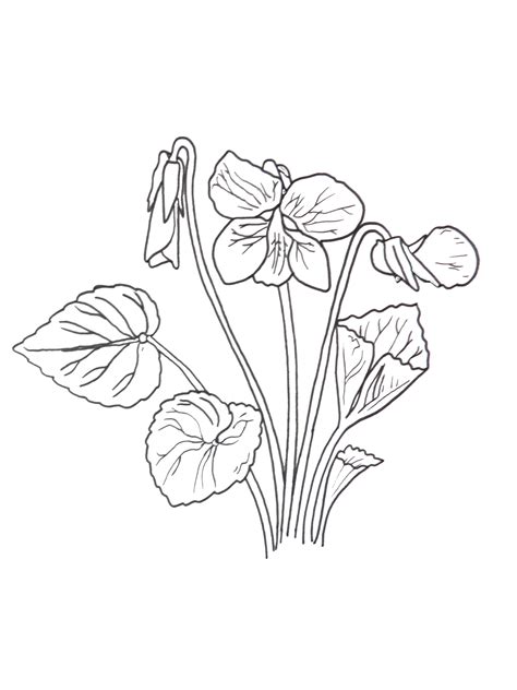 violet flower coloring page youngandtaecom flower coloring pages