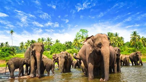 Romesh Ranganathan’s Sri Lanka Travel The Sunday Times