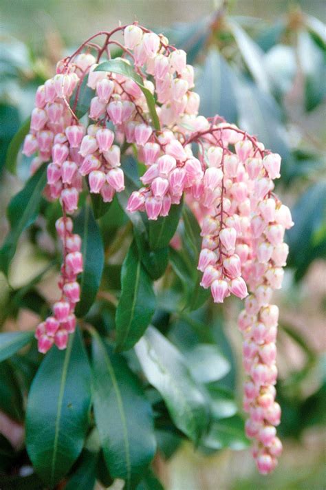 blooming evergreen shrubs   add instant color   garden