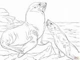 Sea Lions Coloring Steller Pages Color Printable Lion Life sketch template