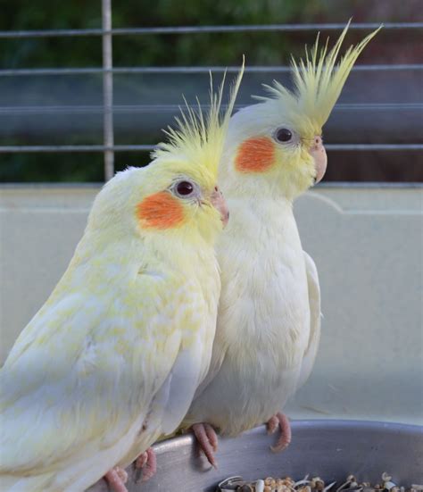 lutino cockatiel facts pet care housing price pictures singing