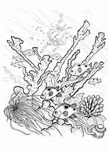 Reef Coloring Coral Barrier Great Pages Drawing Nature Fish Reefs Sea Color Adult Getdrawings Sheet Printable Getcolorings Adults sketch template