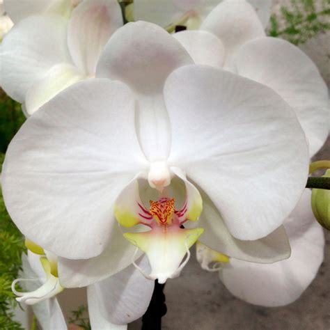 orquideas phalaenopsis colores variados garden center bourguignon