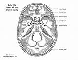 Cranial Bones Cavity Anatomy Sphenoid sketch template