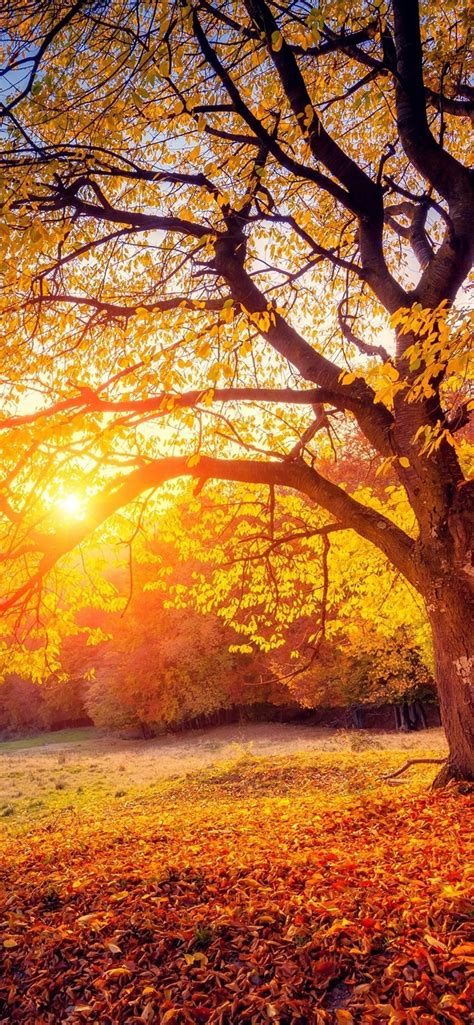 autumn iphone  pro max wallpapers wallpaper cave
