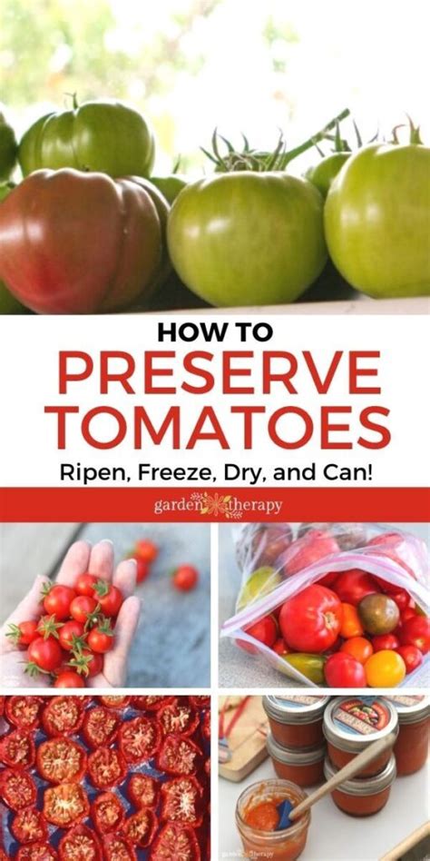 tomatoes   harvest   preserve ripen