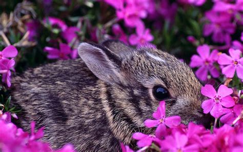 woods rabbit cottontail rabbit beautiful gardensbird baby bunnies easter bunnies flower