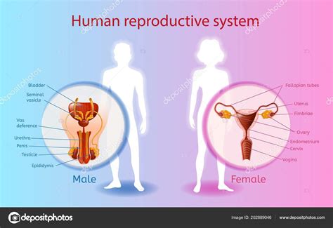 human reproductive system vector scientific chart — stock vector
