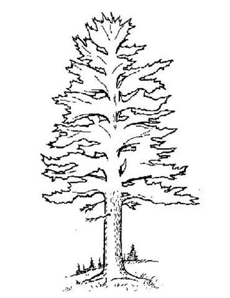 pict ponderosa pine tree coloring page   images