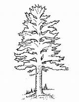 Pine Coloring Pages Trees Tree Color Getcolorings Printable sketch template