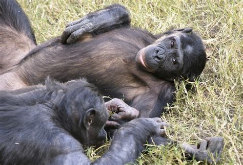 bonobo apes love oral sex blowjob hot pics