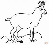 Chamois Coloring Pages Coloriage Animals Winter Drawing sketch template